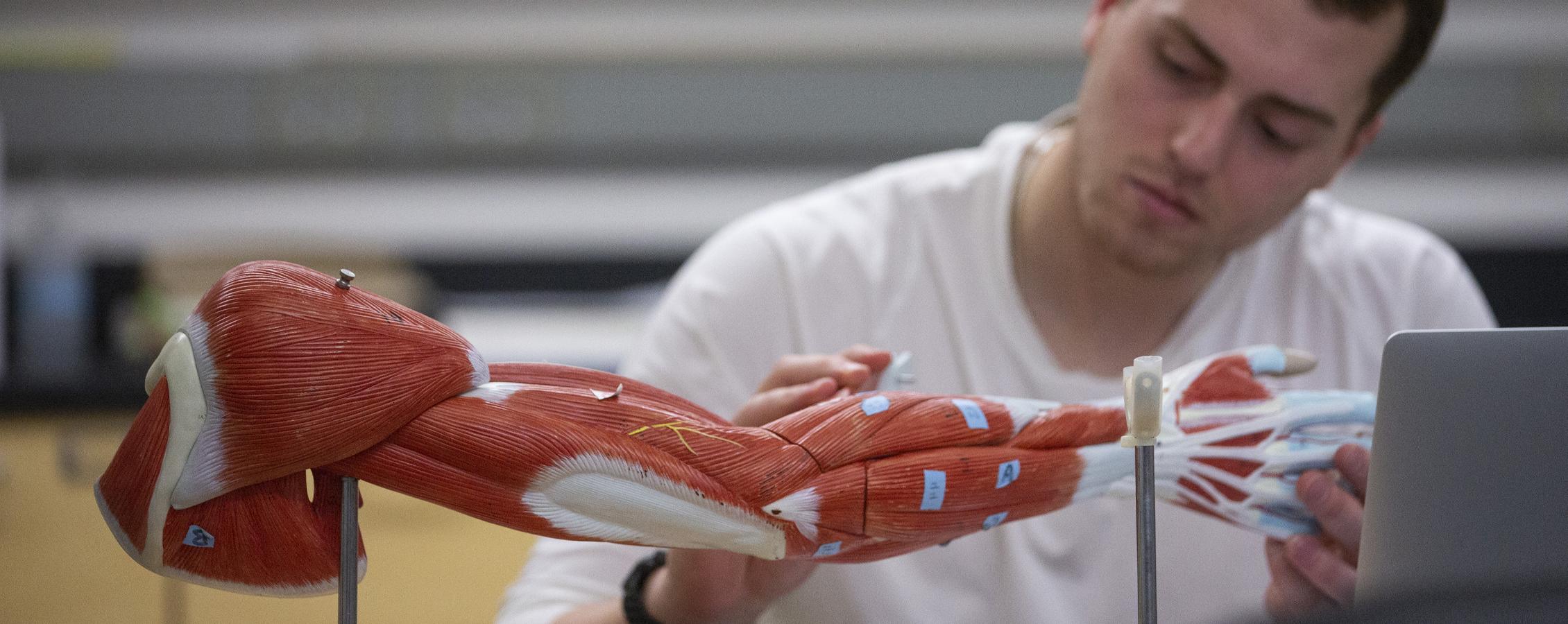 A student looks at a human anatomy 3-D model of a an arm.