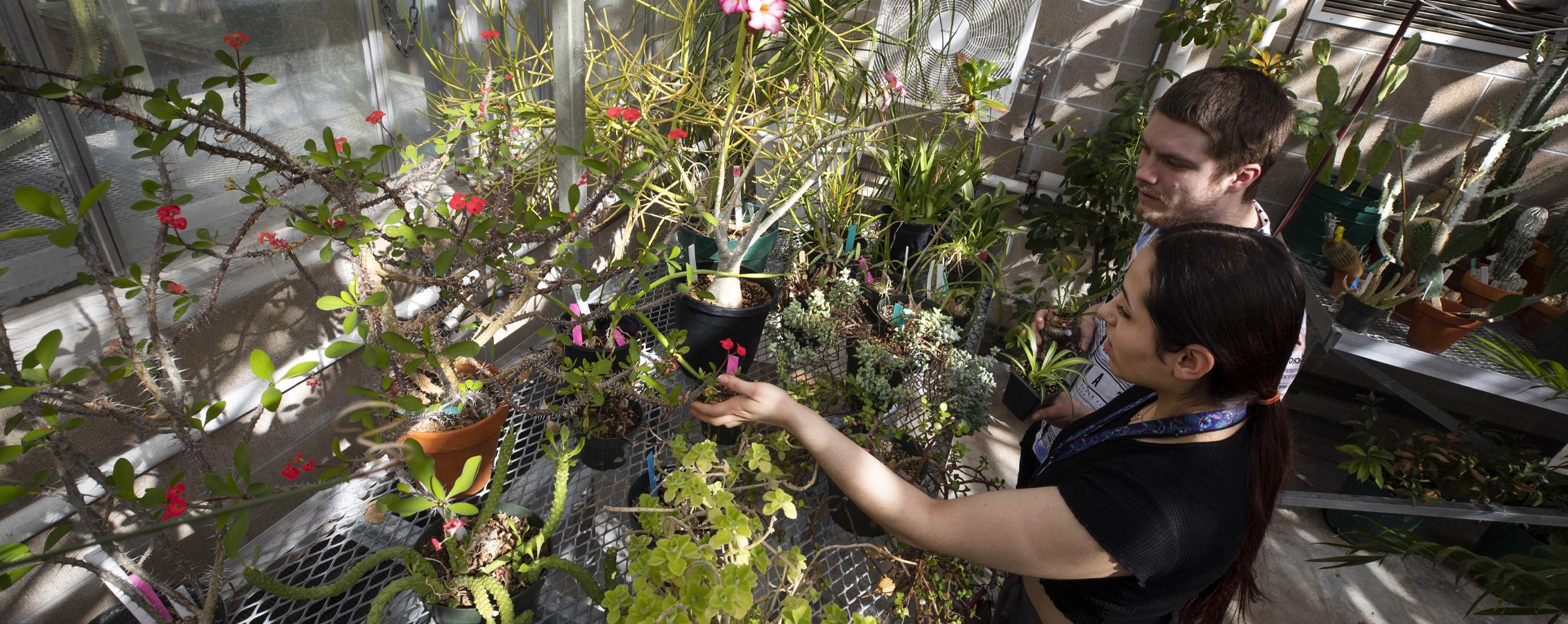 Two people look at plants in the Upham Hall greenhouse.