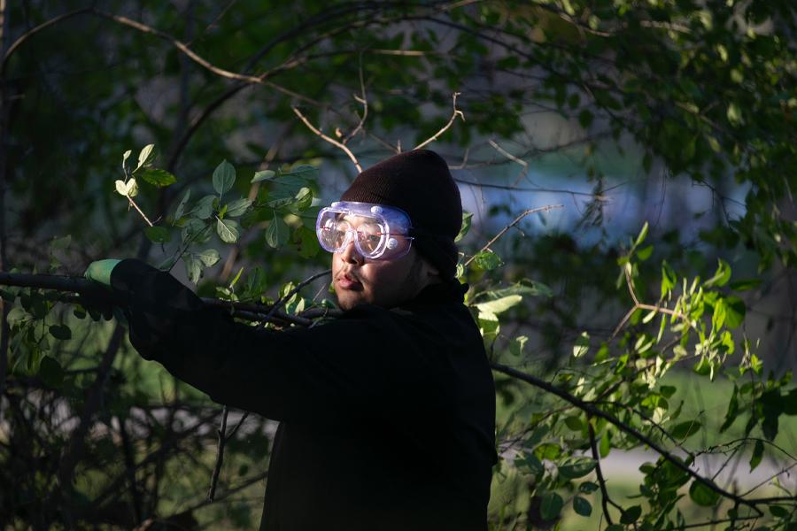 A person wears goggles while removing buckthorn in a wooded area.