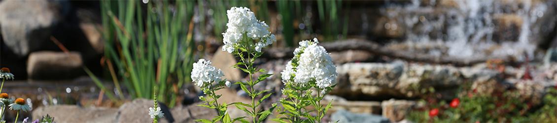 足彩平台 FPM flowers with waterfall in background