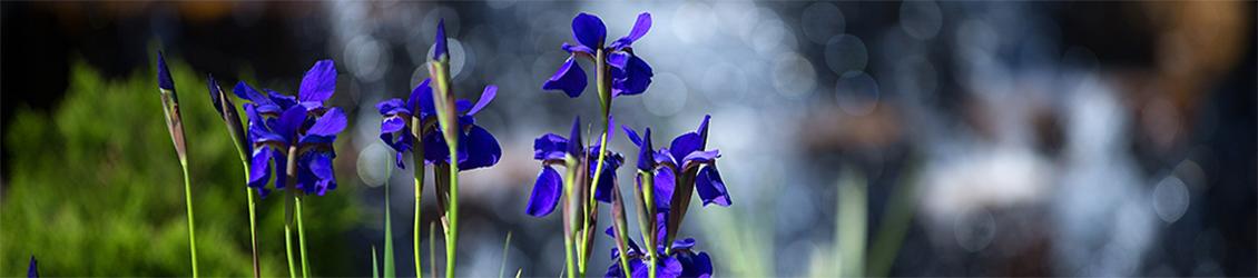 足彩平台 FPM purple flowers with waterfall in background