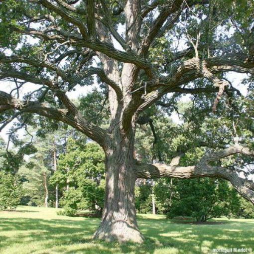 Bur Oak